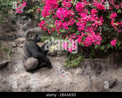 Singe assis près du Bush avec des fleurs roses Banque D'Images