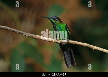 Brillant à la façade violette (Heliodoxa leadbeateri sagitta) mâle adulte perché sur la branche Huembo Lodge, Pérou Février Banque D'Images