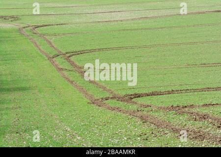 Des chenilles de pneus de tracteur croisant dans un champ de printemps. Pour le changement de direction, l'agriculture et l'agriculture britanniques, le paysage agricole, la croissance précoce Banque D'Images