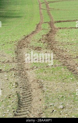 Des chenilles de pneus de tracteur croisant dans un champ de printemps. Pour le changement de direction, l'agriculture et l'agriculture britanniques, le paysage agricole, la croissance précoce Banque D'Images