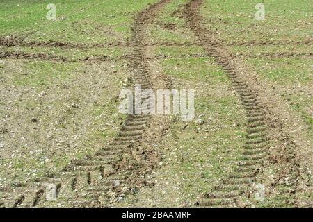 Des chenilles de pneus de tracteur croisant dans un champ de printemps. Pour le changement de direction, l'agriculture et l'agriculture britanniques, le paysage agricole, la croissance précoce Banque D'Images