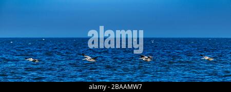 Pélicans bruns (Pelecanus occidentalis) survolant le golfe de Californie, Baja California sur, Mexique Banque D'Images