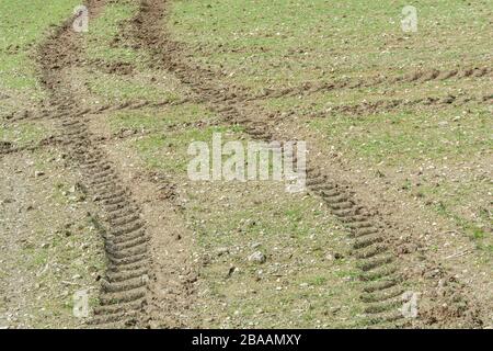 Des chenilles de pneus de tracteur croisant dans un champ de printemps. Pour le changement de direction, l'agriculture et l'agriculture britanniques, le paysage agricole, la croissance précoce Banque D'Images