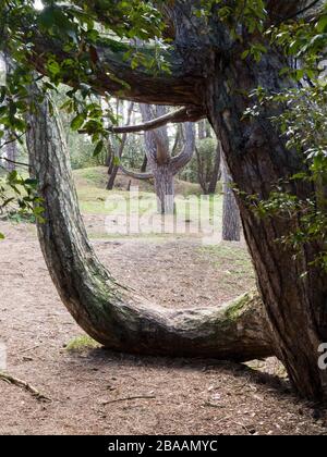 Branche d'un pin poussant le long du sol avant de monter, Wells-Next-the-Sea, Norfolk, Royaume-Uni Banque D'Images