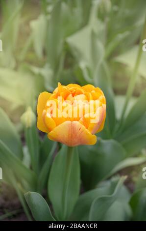 Tulipes Sunlover plante dans le jardin. Tulipes orange doubles fleuris Banque D'Images