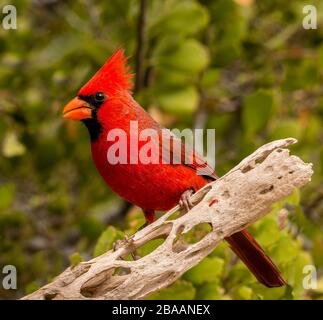 Cardinal mâle du nord (Cardinalis cardinalis) perçant sur la branche, Baja California sur, Mexique Banque D'Images