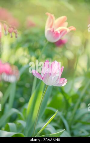 Tulipes perroquet rose orange gros plan. Tulipe de perroquet rose Banque D'Images