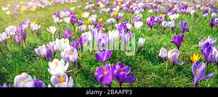 Vue panoramique sur les fleurs de printemps dans le parc Banque D'Images