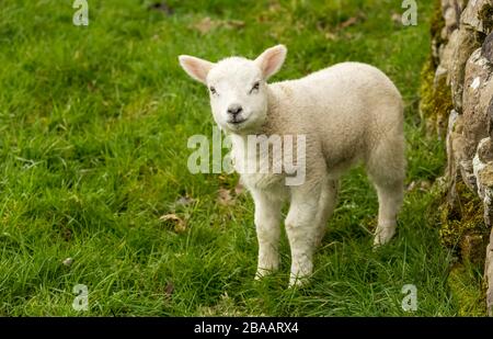 Gros plan sur un joli agneau de printemps avec un visage souriant dans le Yorkshire Dales, Royaume-Uni. Face vers l'avant. Seul dans la prairie verte avec mur de pierre sèche. Paysage Banque D'Images