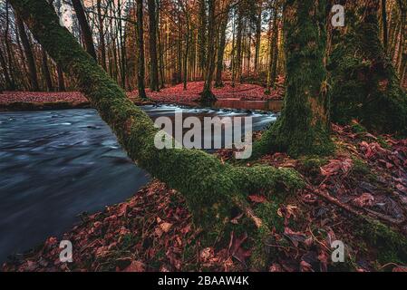 Automne dans la forêt, long exposure Banque D'Images