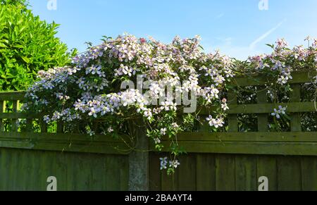 Une plante à fleurs de Clematis montana rubens Banque D'Images