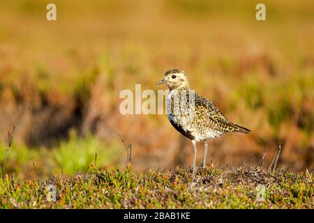 Pluvialis abricaria (Pluvialis abricaria) debout sur la végétation des landes en lumière chaude Banque D'Images