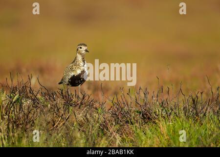 Pluvialis abricaria (Pluvialis abricaria) debout sur la végétation des landes en lumière chaude Banque D'Images