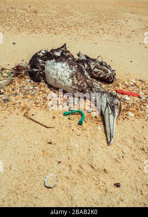 Mouette morte lavée sur la plage entourée de déchets de plastique Banque D'Images