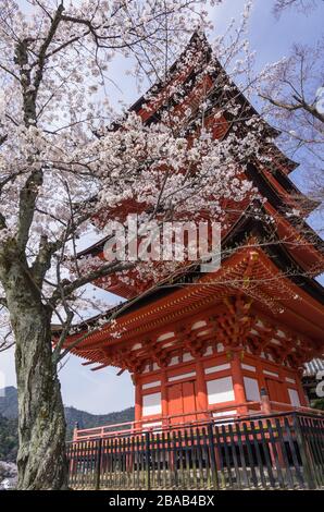 Gojunoto (Five-Story Pagoda) entouré de cerisiers en fleurs à Miyajima, Hiroshima Prefecture, Japan Banque D'Images