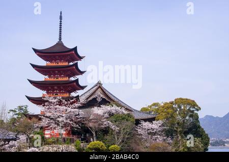 Gojunoto (Five-Story Pagoda) entouré de cerisiers en fleurs à Miyajima, Hiroshima Prefecture, Japan Banque D'Images