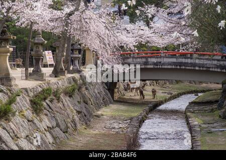 Cerf sous un pont rouge pendant la saison des cerisiers en fleurs sur l'île de Miyajima, préfecture d'Hiroshima au Japon Banque D'Images