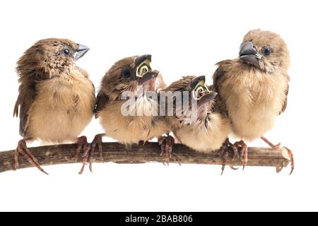 Quatre bébés la munia à tête blanche (Lonchura maja) isolée sur fond blanc Banque D'Images