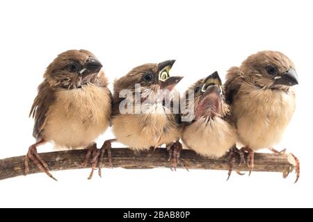 Quatre bébés la munia à tête blanche (Lonchura maja) isolée sur fond blanc Banque D'Images