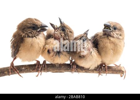 Quatre bébés la munia à tête blanche (Lonchura maja) isolée sur fond blanc Banque D'Images