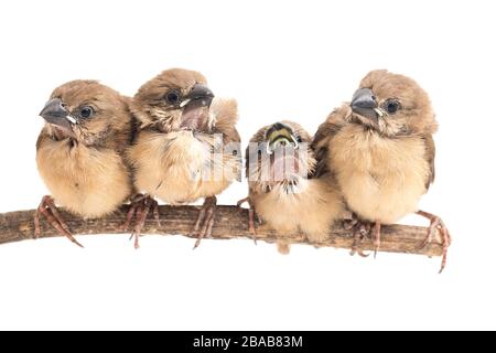 Quatre bébés la munia à tête blanche (Lonchura maja) isolée sur fond blanc Banque D'Images