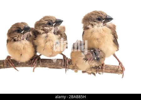 Quatre bébés la munia à tête blanche (Lonchura maja) isolée sur fond blanc Banque D'Images