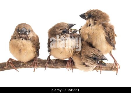 Quatre bébés la munia à tête blanche (Lonchura maja) isolée sur fond blanc Banque D'Images