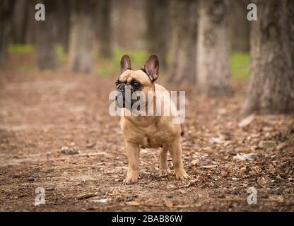 Adorable Bouledog de couleur fraye dans la forêt. Banque D'Images