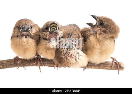 Quatre bébés la munia à tête blanche (Lonchura maja) isolée sur fond blanc Banque D'Images