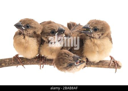 Quatre bébés la munia à tête blanche (Lonchura maja) isolée sur fond blanc Banque D'Images