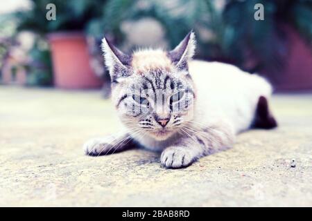 adorable chat dans la cour Banque D'Images