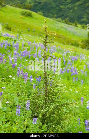Un jeune conifère s'élève d'un pré de Nootka lupine (Lupinus nootkatensis) et d'une flèche jaune commune (Achillea millefolium) sur la montagne Cooper, Kenai Peninsu Banque D'Images