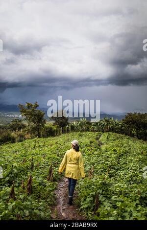 Une jeune femme portant un manteau jaune marche dans un champ luxuriant au Guatemala. Banque D'Images