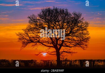 Lever du soleil, arbres et champs, sur la campagne, dans le Bedfordshire Banque D'Images