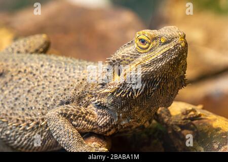 Gros plan d'un dragon barbu central (pagona vitticeps) en captivité Banque D'Images