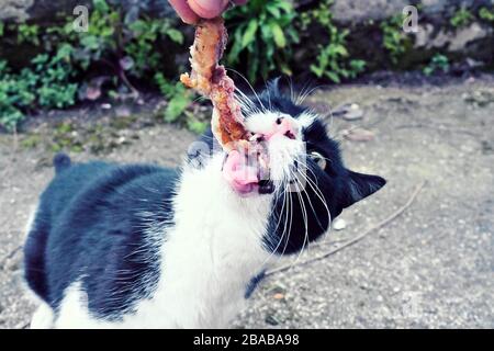 adorable chat dans la cour Banque D'Images