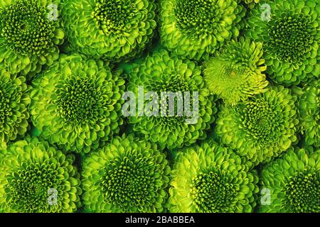 Fleurs de chrysanthème vertes se rapprochanent. Vue de dessus. Banque D'Images