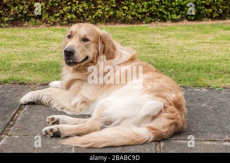 Le Golden Retriever se reposant dans le jardin Banque D'Images