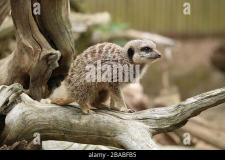 Meerkat (Suricata rusicata) sur une branche arborescente Banque D'Images