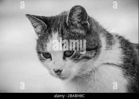 Un chat de rue blanc à pois se trouve sur une clôture.Cat, promenade, rue, printemps. Printemps chez les chats. Soleil dayWhite chat est sur la clôture Banque D'Images