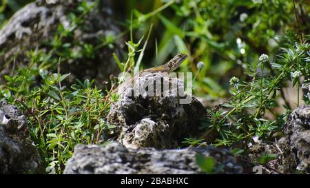 La Redhead africaine Agama sur les rochers Banque D'Images