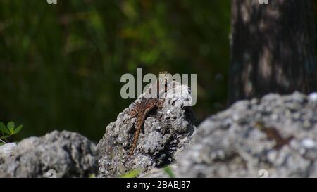 La Redhead africaine Agama sur les rochers Banque D'Images