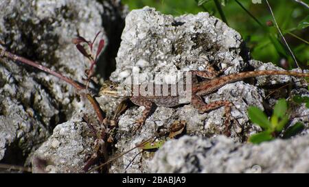 La Redhead africaine Agama sur les rochers Banque D'Images