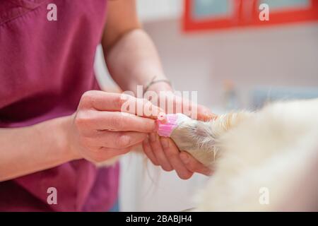 introduction d'une canule pour la collecte de sang dans la patte du chien Banque D'Images