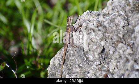 La Redhead africaine Agama sur les rochers Banque D'Images