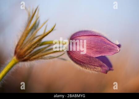 Pulsatilla vulgaris (fleur de pasque, fleur de pasqueflower, fleur de pasque commune, fleur de pasqueflower européenne); allemand: Gewöhnliche Kuhschelle Banque D'Images