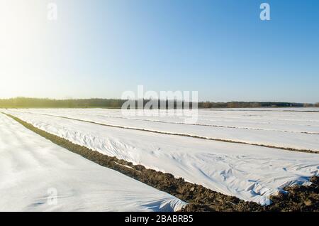 Plantations de pommes de terre dans les champs du début du printemps couverts d'agrofibres de sphunbond. Protéger les plantes contre les changements de température quotidiens effets atmosphériques. Vert Banque D'Images