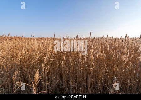 Herbe Reed, tuyau Reed devant un ciel bleu Banque D'Images