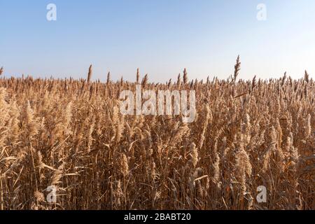 Herbe Reed, tuyau Reed devant un ciel bleu Banque D'Images