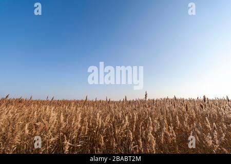 Herbe Reed, tuyau Reed devant un ciel bleu Banque D'Images